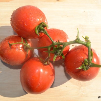 供应骋辉78号—番茄种子