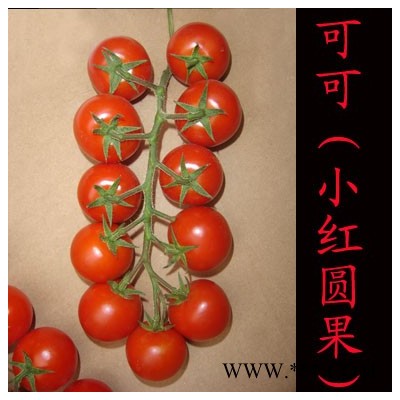 供应可可（小红圆果）—番茄种子