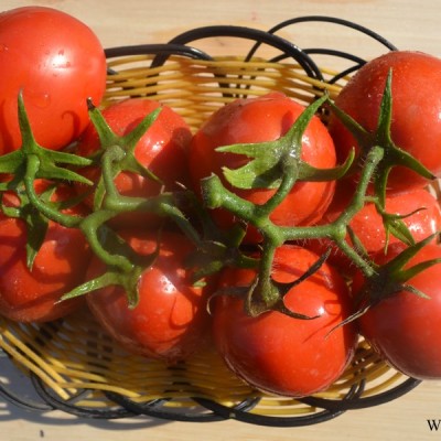 供应骋辉83号—番茄种子