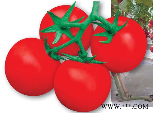 供应翔威—番茄种子