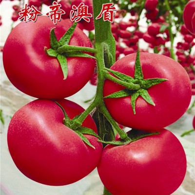 供应粉帝澳盾—番茄种子