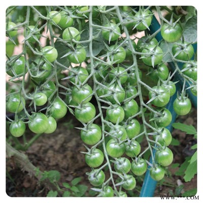 供应绿珍珠—番茄种子