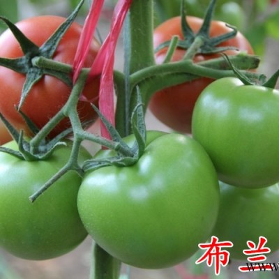 供应“布兰琪”--番茄种子