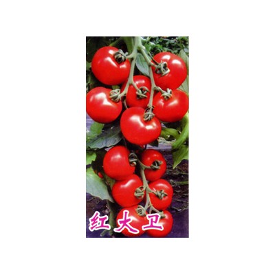 供应红大卫—番茄种子
