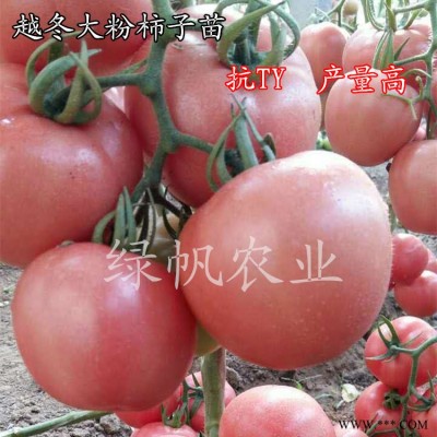 供应西红柿种苗 抗病毒大粉果西红柿苗 番茄