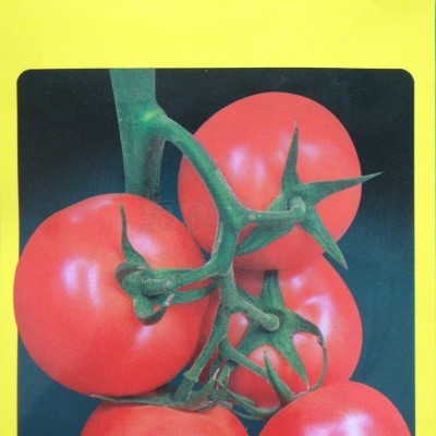 进口番茄种子佳特102蕃茄种子
