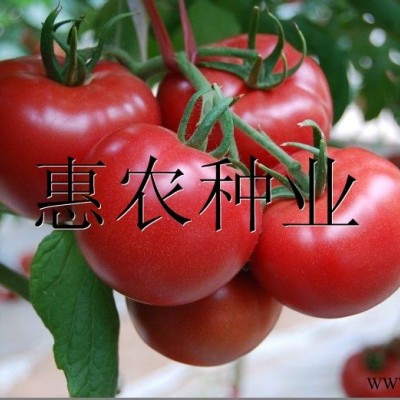 番茄种子靓粉进口番茄种子（高抗TY病毒）—番茄种子