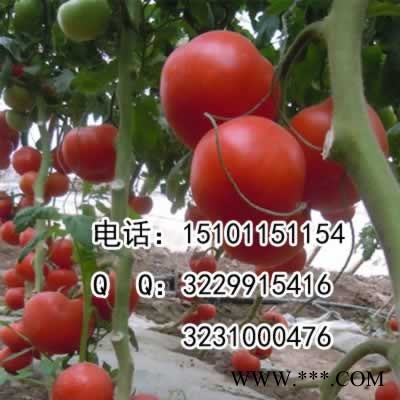 供应高产大果番茄种子