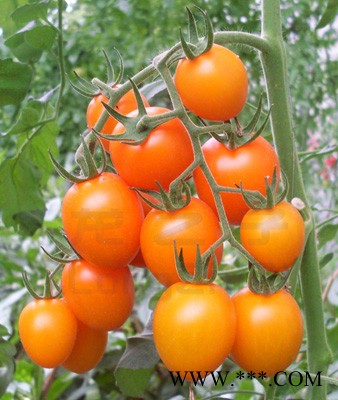 供应金晖—番茄种子