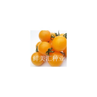 供应樱桃番茄种子——黄玉