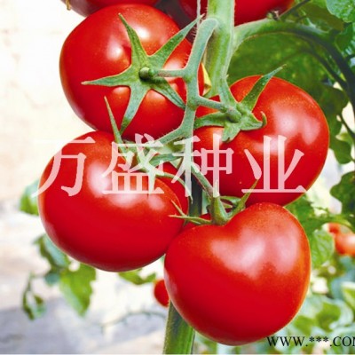 供应大红果番茄—玛丽娜1号