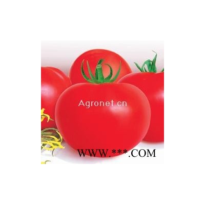 供应金榔头—番茄种子