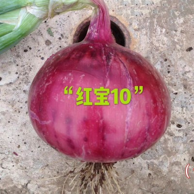 供应红宝10—洋葱种子