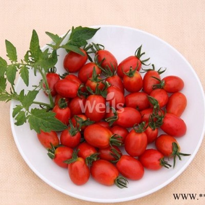 供应小惠—番茄种子