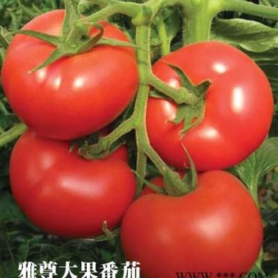 供应雅尊—番茄种子