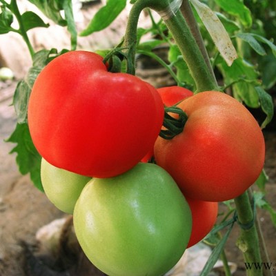 供应福祺® 西方佳丽——番茄种子