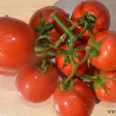 供应骋辉74号—番茄种子