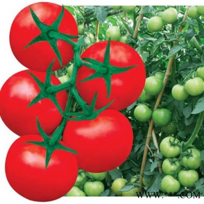 供应荣威—番茄种子