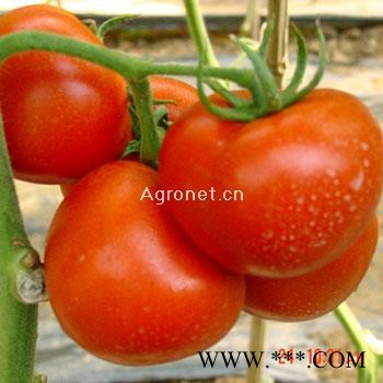 供应威迪阿娜（FA-1422）—番茄种子