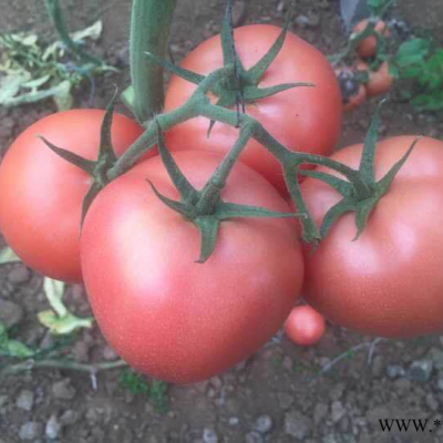 供应抗TY病毒硬粉番茄妞盾-番茄种子