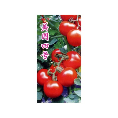 供应美国四号—番茄种子