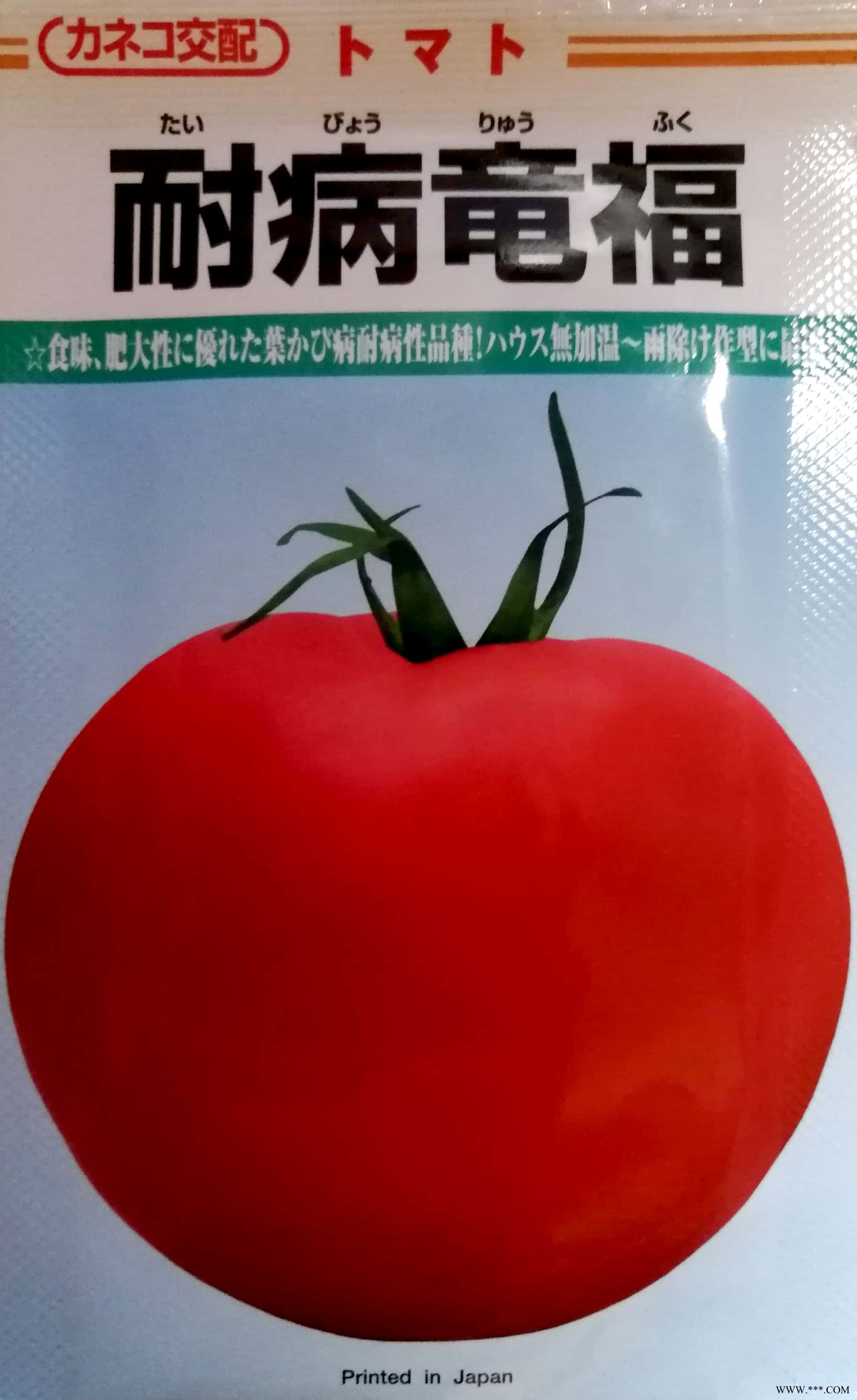 供应进口竜福大番茄种子