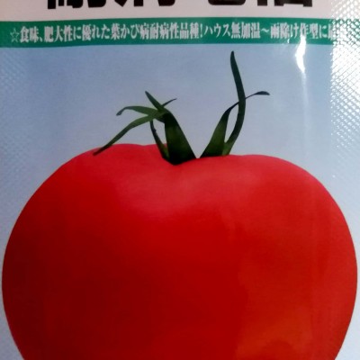 供应进口竜福大番茄种子