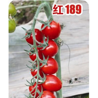 供应红玉189—番茄种子