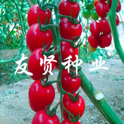 供应粉妮-番茄种子