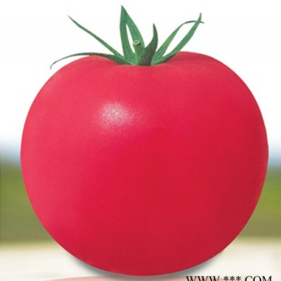 供应粉果8312——番茄种子