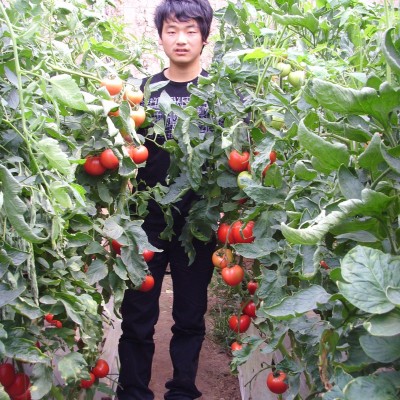 供应粉果8317—番茄种子