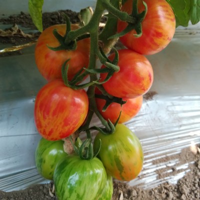 供应特色彩番茄种子-彩虹6号