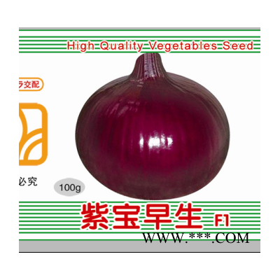 供应紫宝早生F1——洋葱种子