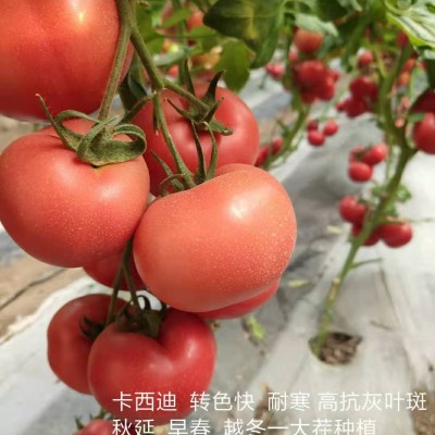 供应亮粉高硬度精品果 --卡西迪—番茄种子