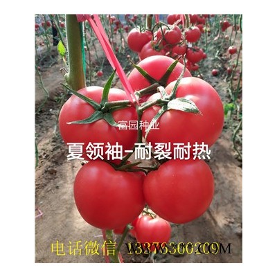 供应夏*西红柿种子
