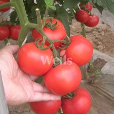 供应粉利得番茄种子