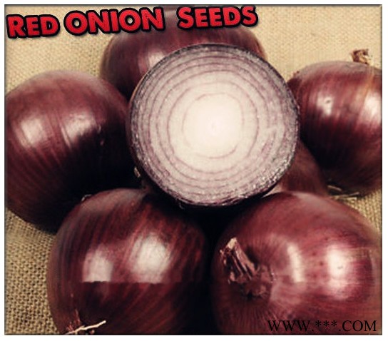 供应紫冠—洋葱种子