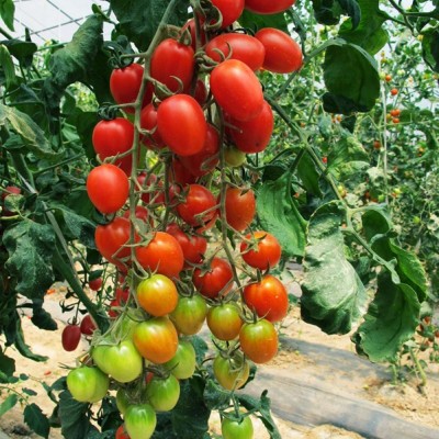 供应福祺® 千禧——番茄种子