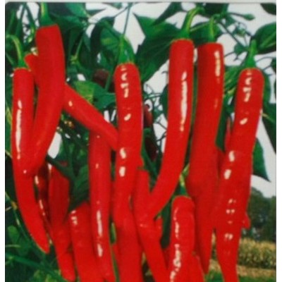 供应金红—辣椒种子