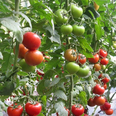 供应福瑞特—大红番茄种苗