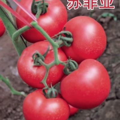 供应苏菲亚—西红柿种子
