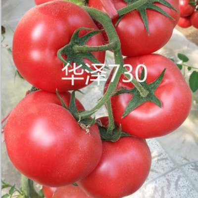 供应越冬一大茬番茄种子