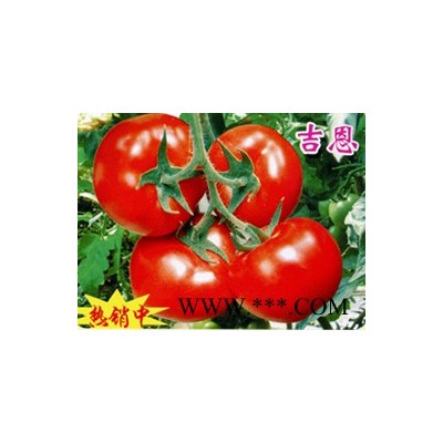 供应吉恩—番茄种子
