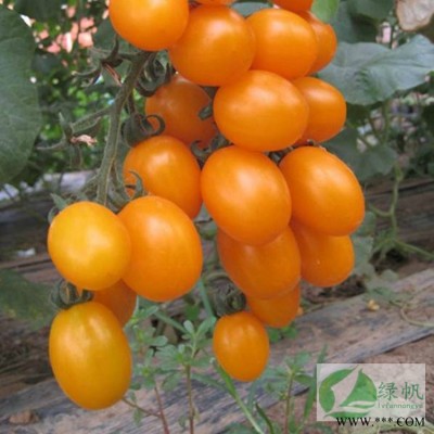 供应小番茄种子 小黄妃圣女果种子 樱桃番茄 水果西戏柿种子