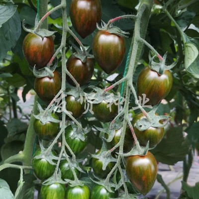 供应迷彩—番茄种子