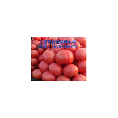 供应大量优质西红柿