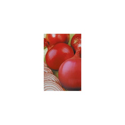 供应红美丽F1—圆葱种子