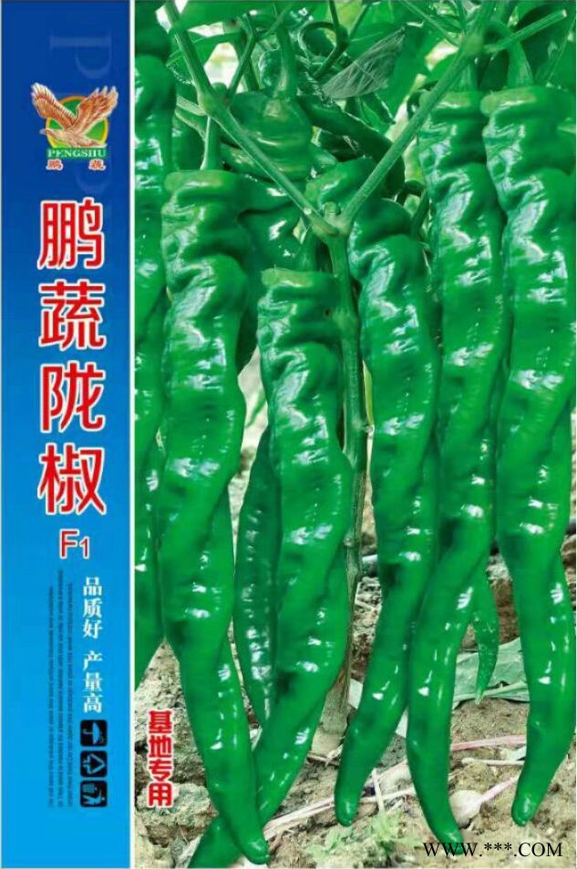 供应鹏蔬陇椒—辣椒种子