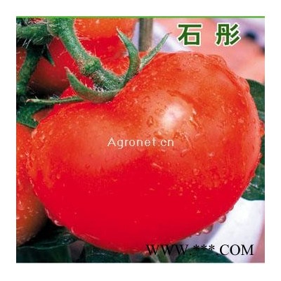 供应石彤番茄种子—番茄种子