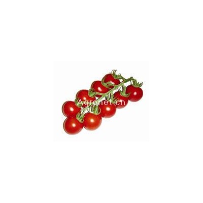 供应甜美40-番茄种子